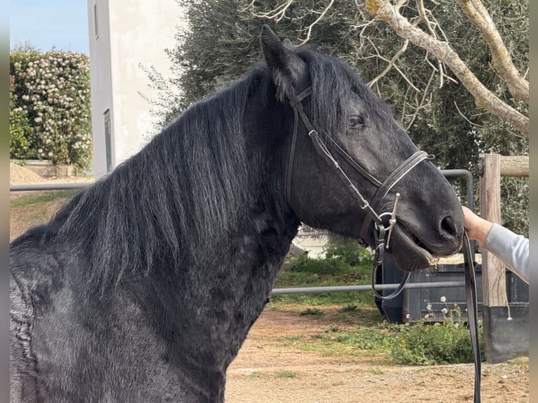 Murgese Hongre 4 Ans 159 cm Noir in Martina Franca