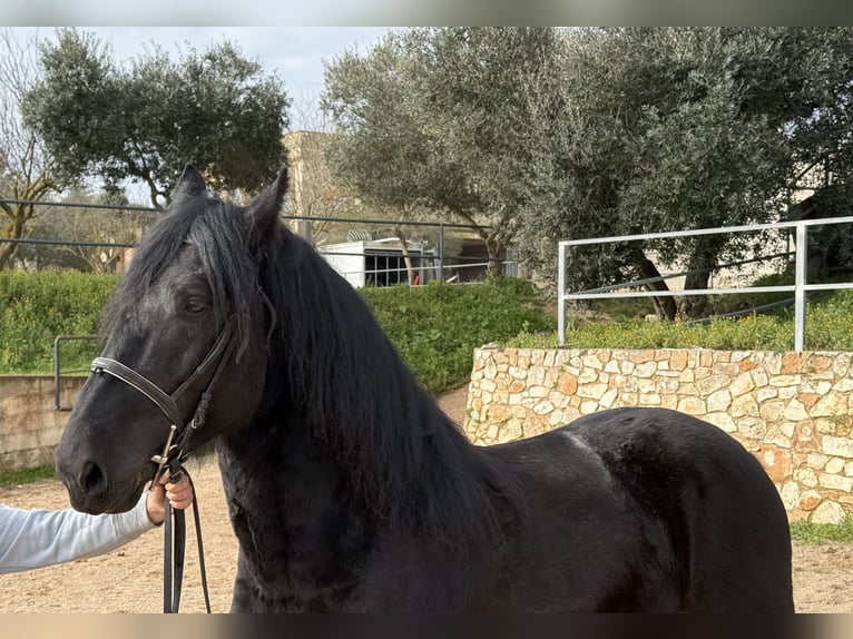 Murgese Hongre 4 Ans 159 cm Noir in Martina Franca