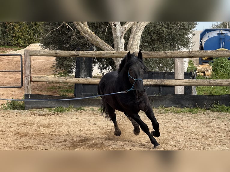 Murgese Hongre 4 Ans 159 cm Noir in Martina Franca