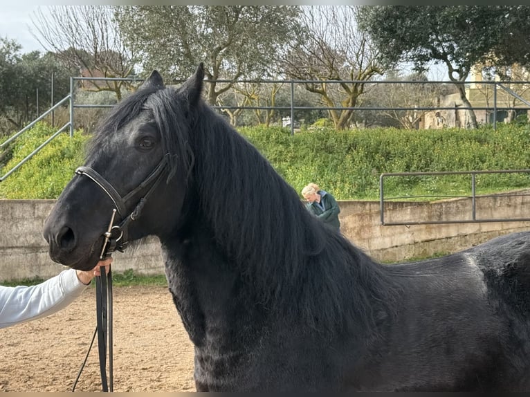 Murgese Hongre 4 Ans 159 cm Noir in Martina Franca
