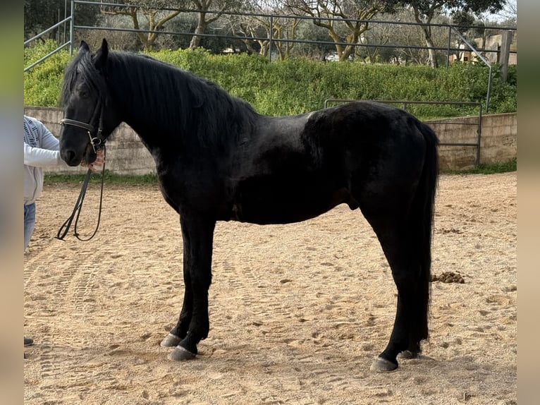 Murgese Hongre 4 Ans 159 cm Noir in Martina Franca