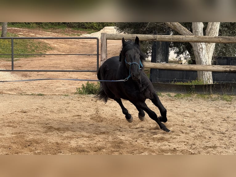 Murgese Hongre 4 Ans 159 cm Noir in Martina Franca