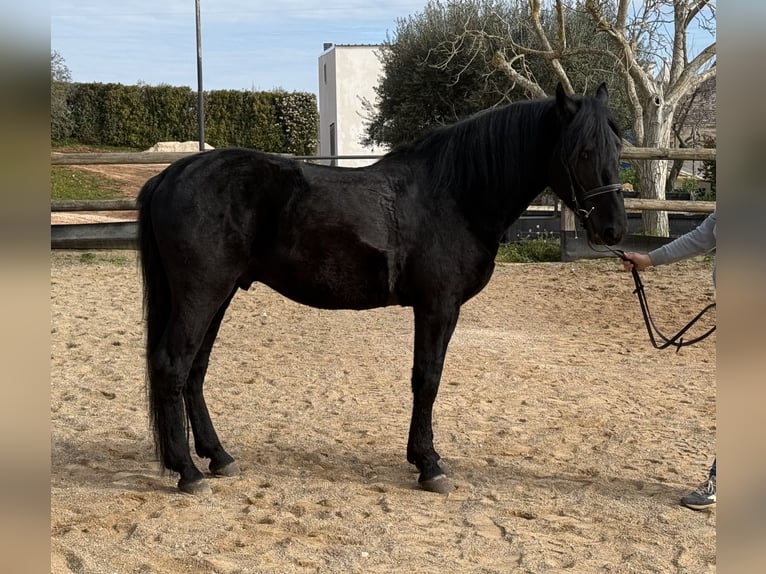 Murgese Hongre 4 Ans 159 cm Noir in Martina Franca