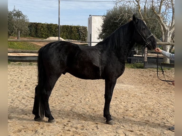 Murgese Hongre 4 Ans 159 cm Noir in Martina Franca