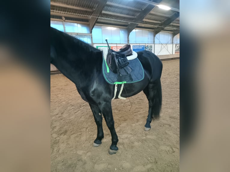 Murgese Hongre 4 Ans 162 cm Noir in Alzenau in Unterfranken