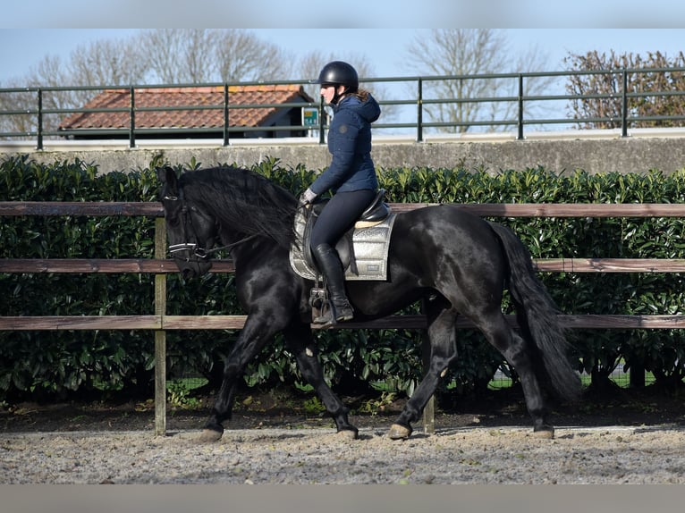 Murgese Hongre 4 Ans 163 cm Noir in Montfoort