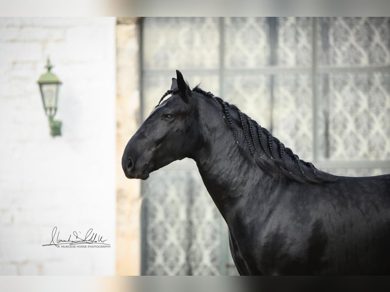 Murgese Hongre 4 Ans 164 cm Noir in Martina Franca