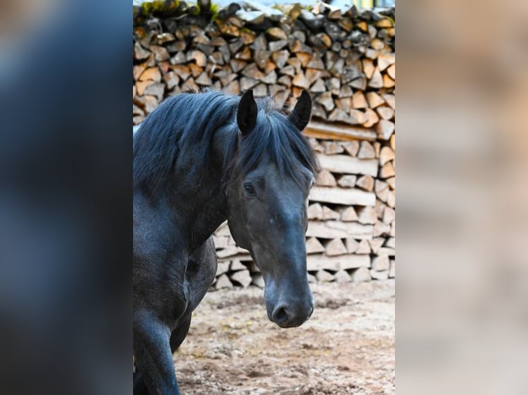 Murgese Hongre 5 Ans 157 cm Rouan Bleu in Martina Franca