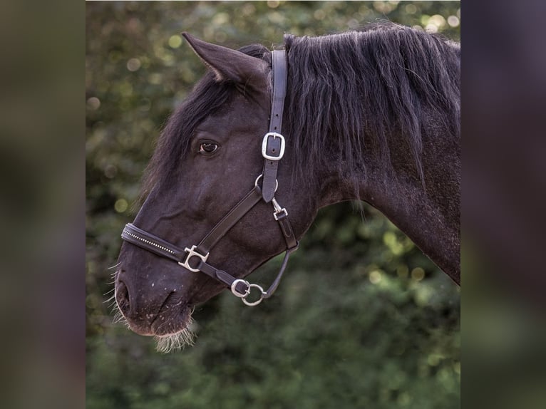 Murgese Croisé Hongre 6 Ans 152 cm Pinto in Waake