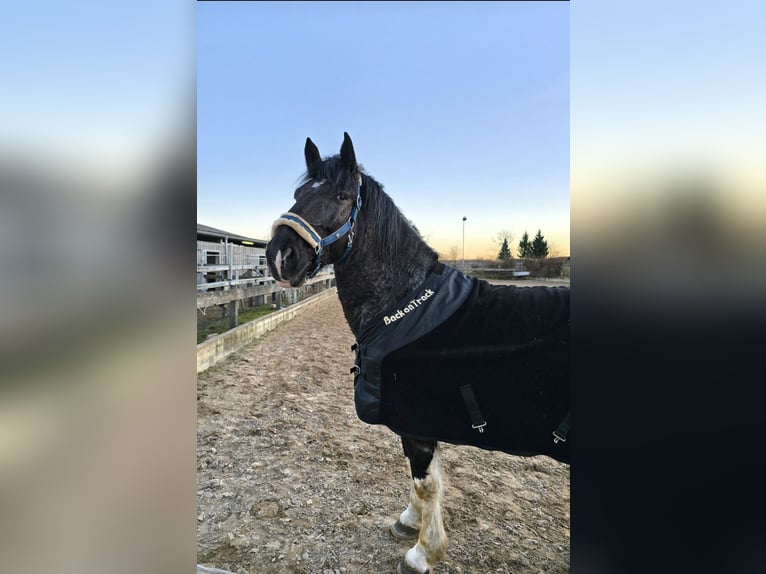 Murgese Croisé Hongre 6 Ans 152 cm Pinto in Waake