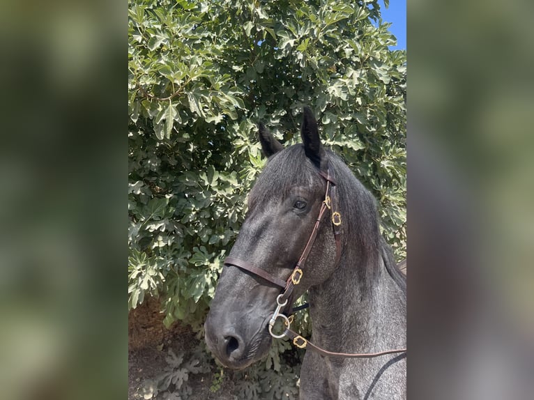 Murgese Hongre 6 Ans 157 cm Rouan Bleu in Martina Franca