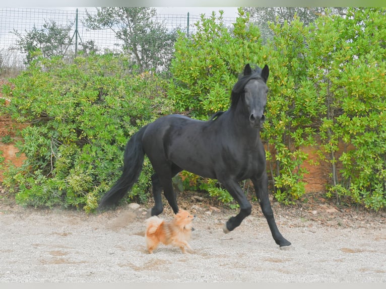 Murgese Hongre 6 Ans 164 cm Noir in Martina Franca