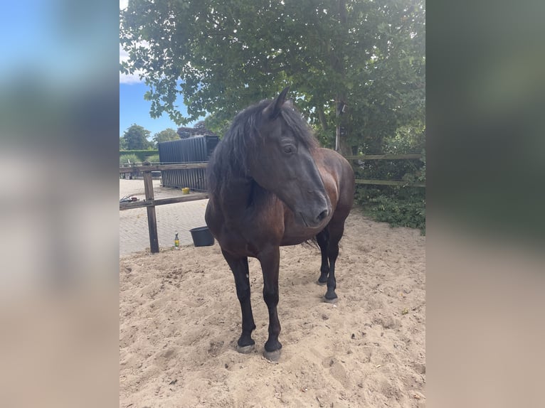 Murgese Hongre 7 Ans 163 cm Noir in Twisk