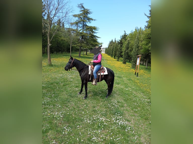Murgese Croisé Jument 15 Ans 145 cm Bai brun foncé in Sossaano