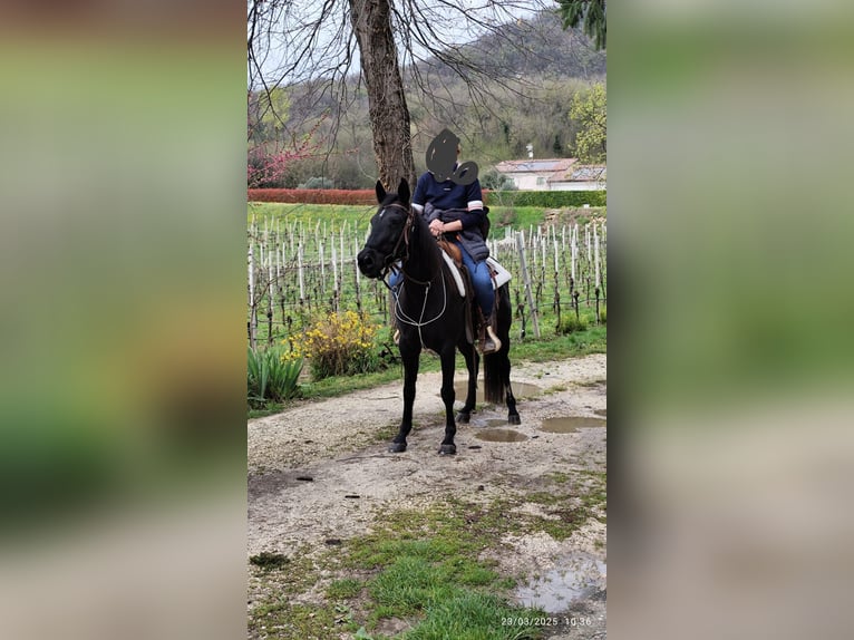 Murgese Croisé Jument 15 Ans 145 cm Bai brun foncé in Sossaano