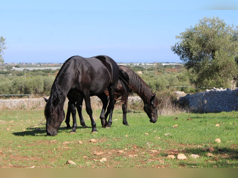 Murgese Jument 2 Ans 155 cm Noir in Castellana grotte