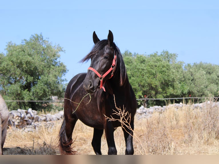 Murgese Jument 2 Ans 155 cm Noir in Castellana grotte