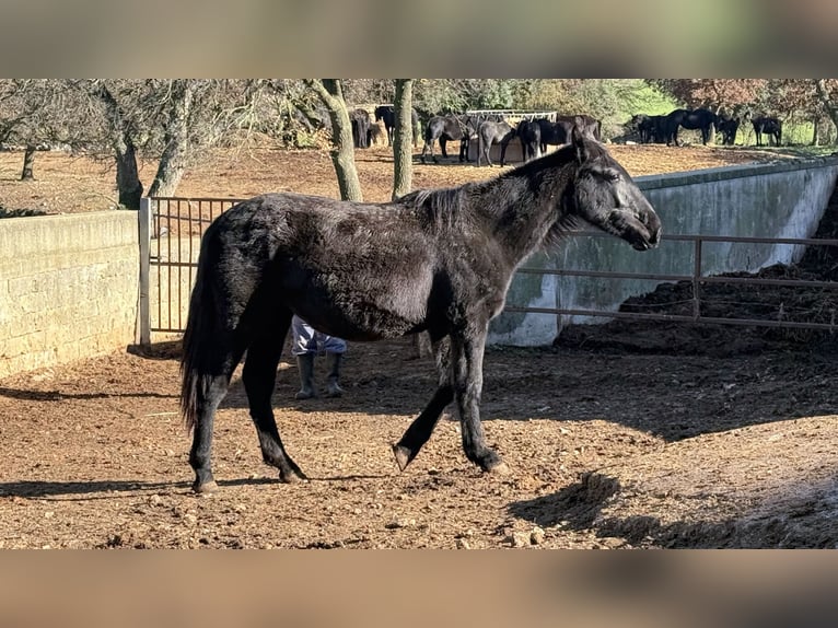 Murgese Jument 2 Ans 160 cm Noir in Martina Franca