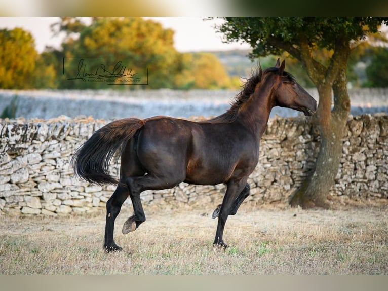Murgese Jument 2 Ans 162 cm Noir in Noci