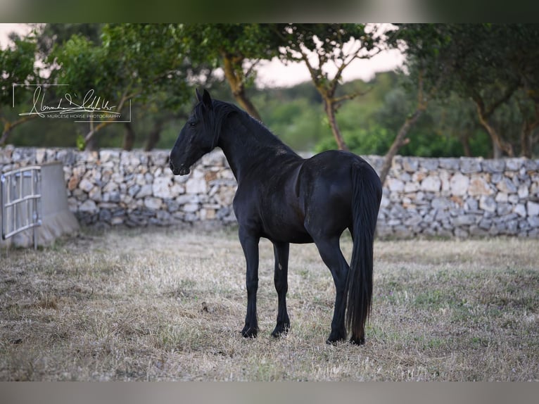 Murgese Jument 2 Ans Noir in Noci