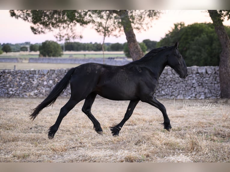 Murgese Jument 2 Ans Noir in Noci