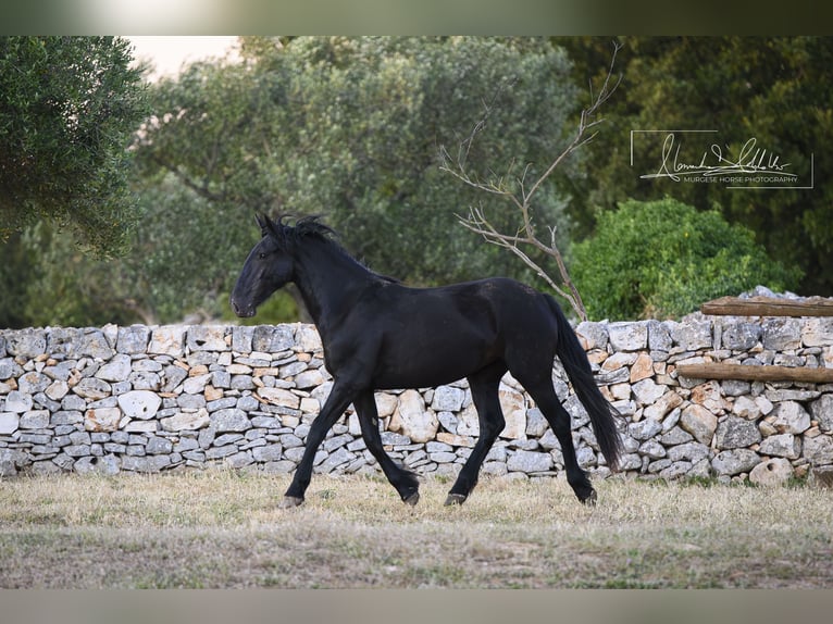 Murgese Jument 2 Ans Noir in Noci