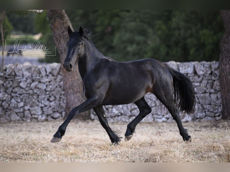 Murgese Jument 2 Ans Noir in Noci