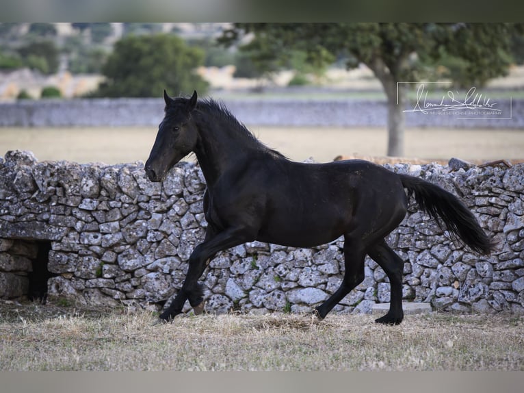 Murgese Jument 2 Ans Noir in Noci