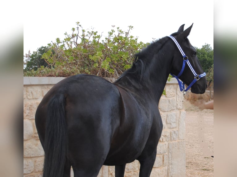 Murgese Jument 3 Ans 150 cm Noir in Murgia