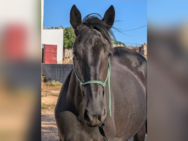 Murgese Jument 3 Ans 155 cm Noir in Martina Franca