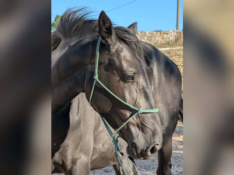 Murgese Jument 3 Ans 155 cm Noir in Martina Franca