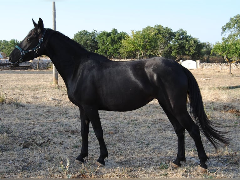 Murgese Jument 3 Ans 155 cm Noir in Murgia