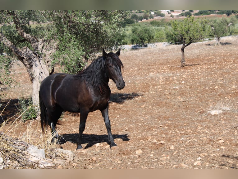 Murgese Jument 3 Ans 155 cm Noir in Castellana grotte