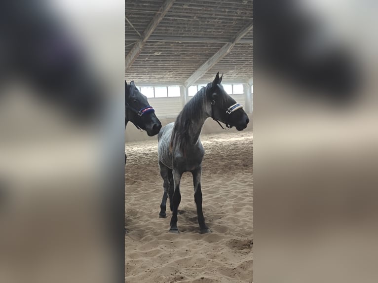 Murgese Jument 3 Ans 155 cm Rouan Bleu in Huizen