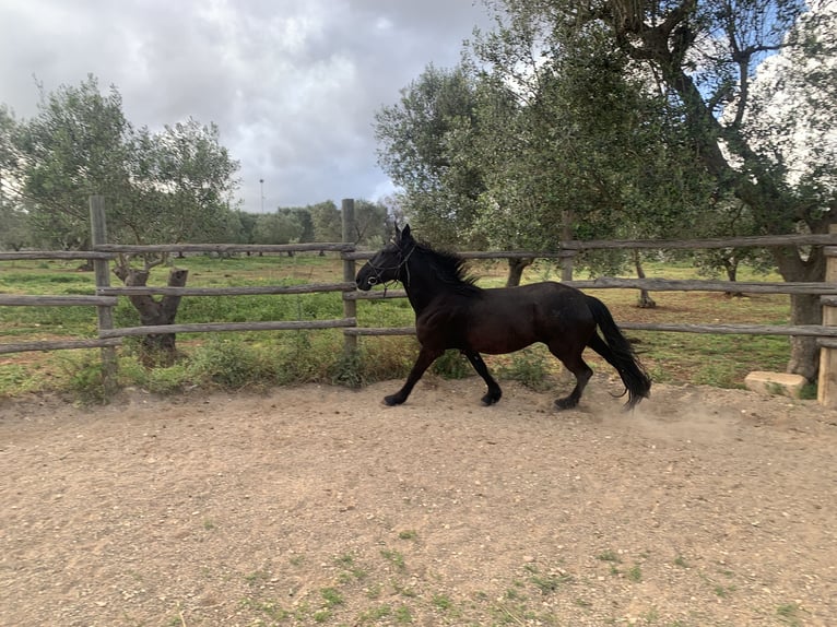 Murgese Jument 3 Ans 156 cm Noir in Ostuni Puglia