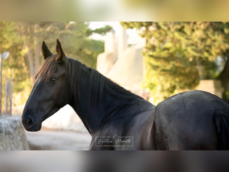 Murgese Jument 3 Ans 158 cm Noir in Martina Franca