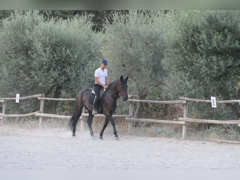 Murgese Jument 4 Ans 160 cm Noir in Martina Franca