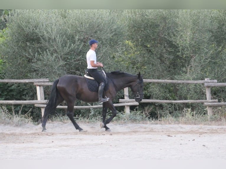 Murgese Jument 4 Ans 160 cm Noir in Martina Franca