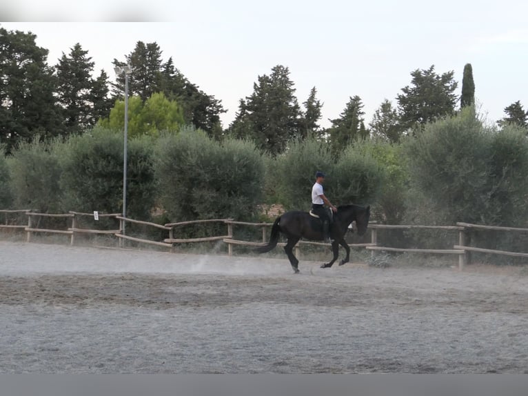 Murgese Jument 4 Ans 160 cm Noir in Martina Franca