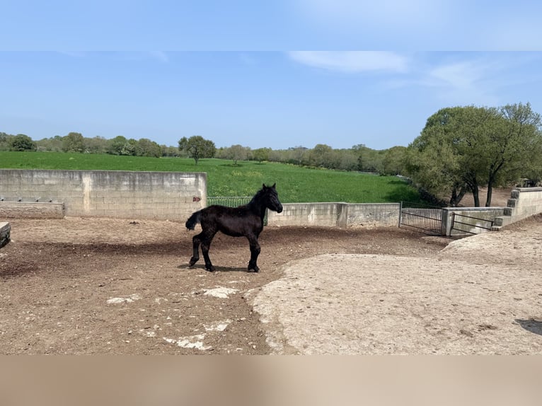 Murgese Klacz 1 Rok Kara in Martina Franca