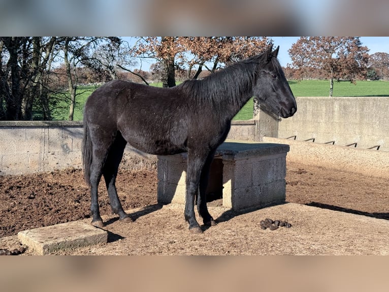 Murgese Klacz 2 lat 160 cm Kara in Martina Franca