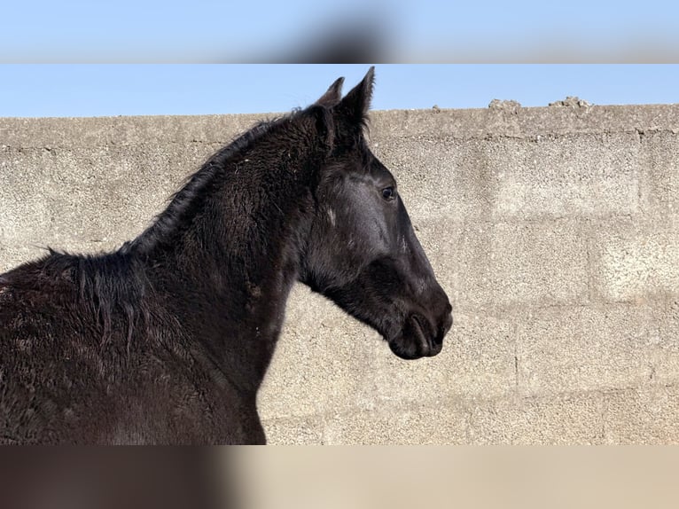Murgese Klacz 2 lat 160 cm Kara in Martina Franca