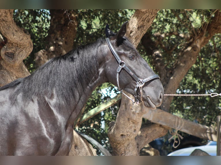Murgese Klacz 2 lat 163 cm Kara in Martina Franca