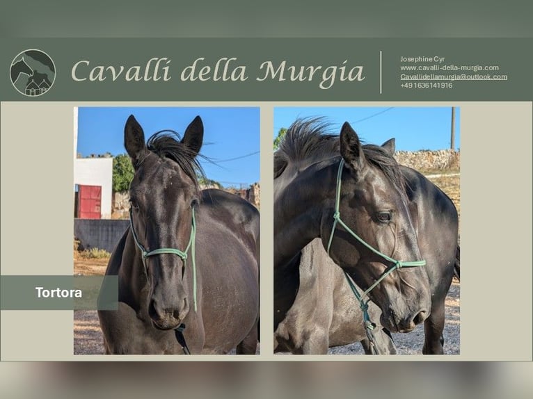 Murgese Klacz 3 lat 155 cm Kara in Martina Franca