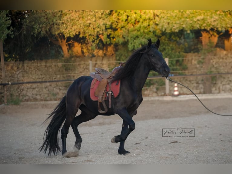 Murgese Klacz 3 lat 158 cm Kara in Martina Franca