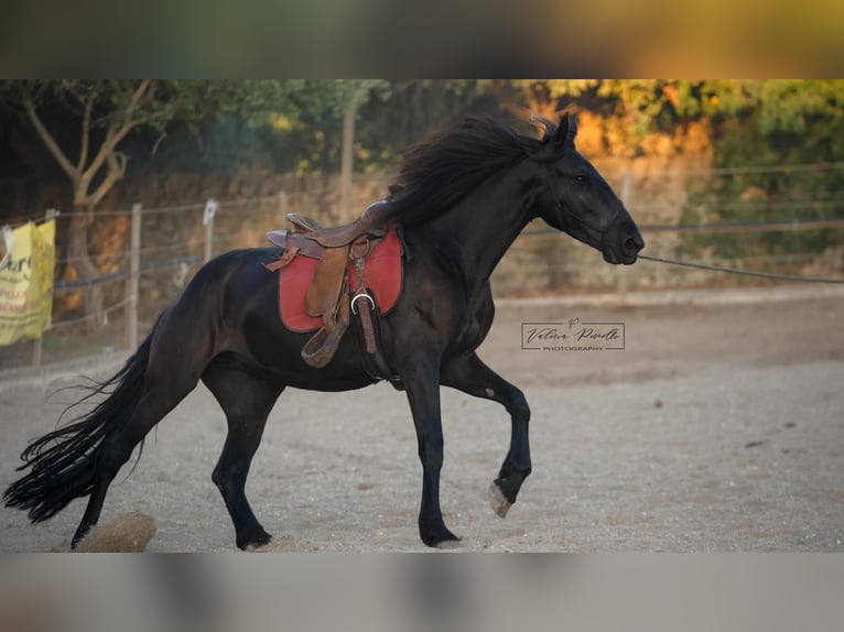 Murgese Klacz 3 lat 158 cm Kara in Martina Franca