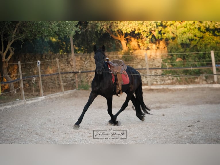 Murgese Klacz 3 lat 158 cm Kara in Martina Franca