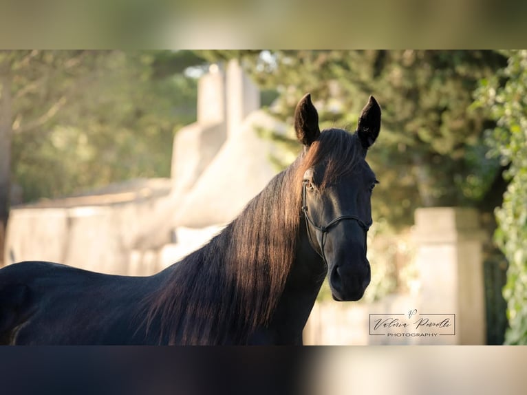 Murgese Klacz 3 lat 158 cm Kara in Martina Franca