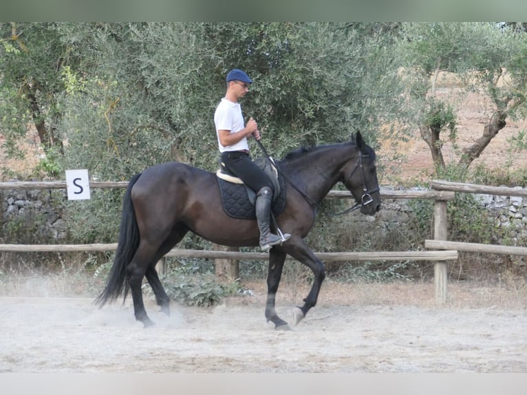Murgese Klacz 4 lat 160 cm Kara in Martina Franca