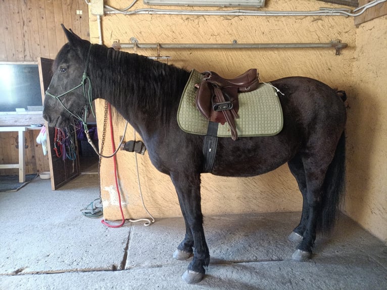 Murgese Mare 12 years 15,2 hh Black in Premosello chiovenda